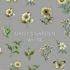 DAISY プロデュース9 DAISY'S GARDEN WHITE