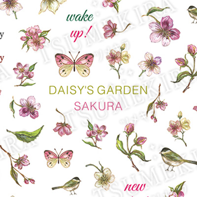 DAISY プロデュース16 DAISY'S GARDEN SAKURA(さくら)