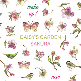 DAISY プロデュース16 DAISY'S GARDEN SAKURA(さくら)