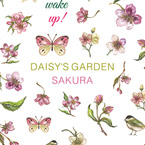 DAISY プロデュース16 DAISY'S GARDEN SAKURA(さくら)