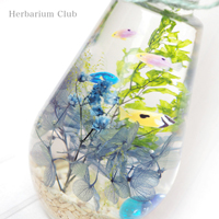 【ハーバリウム】熱帯魚2【両面】シール